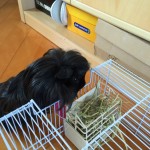 Guinea is a guinea pig – the perfect pet!